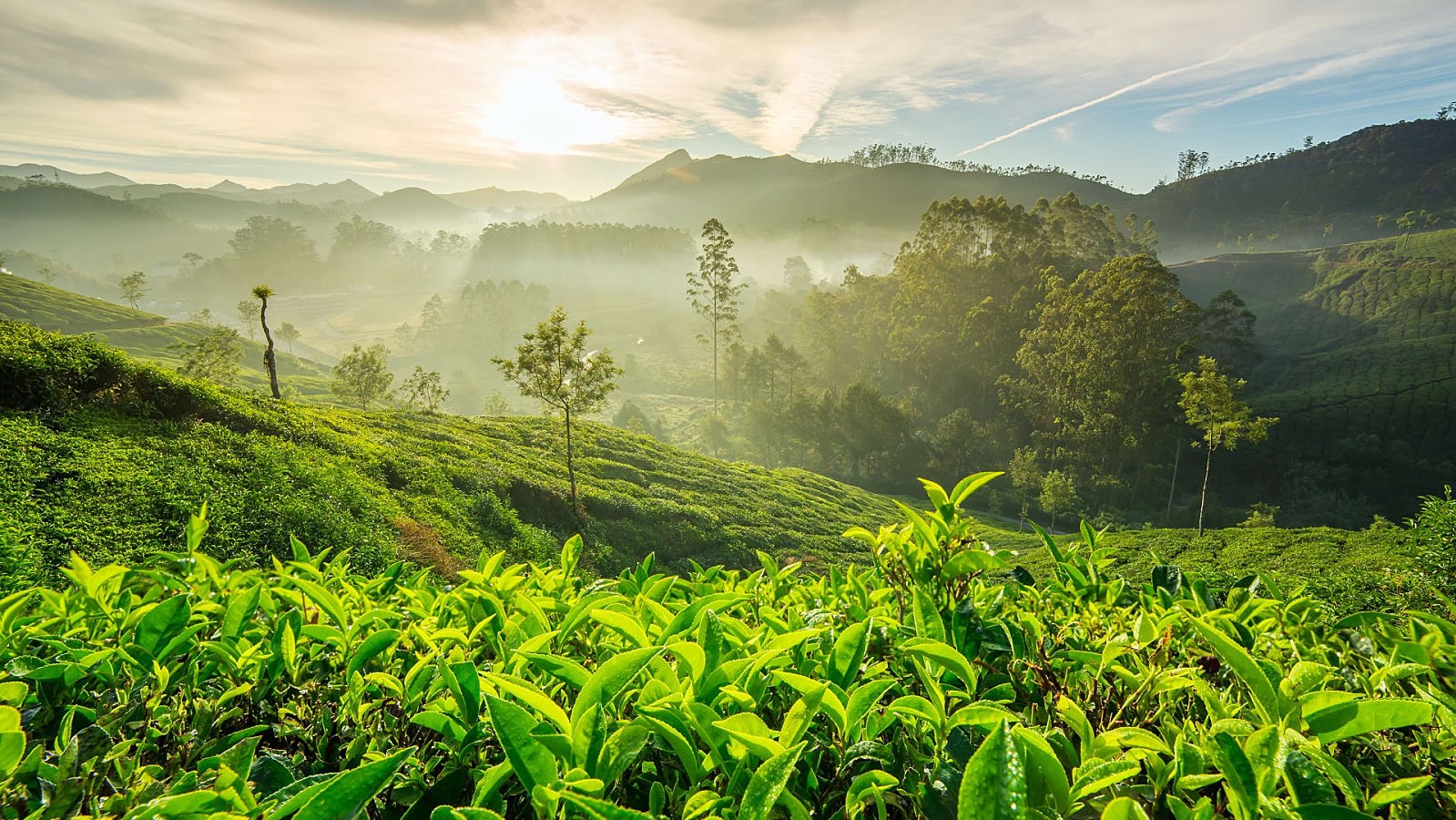 Coimbatore-Munnar-Coimbatore